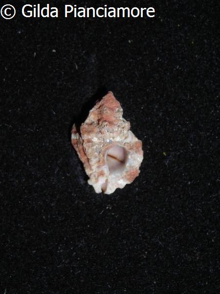 no photo for this shell